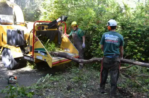 tree services Derby